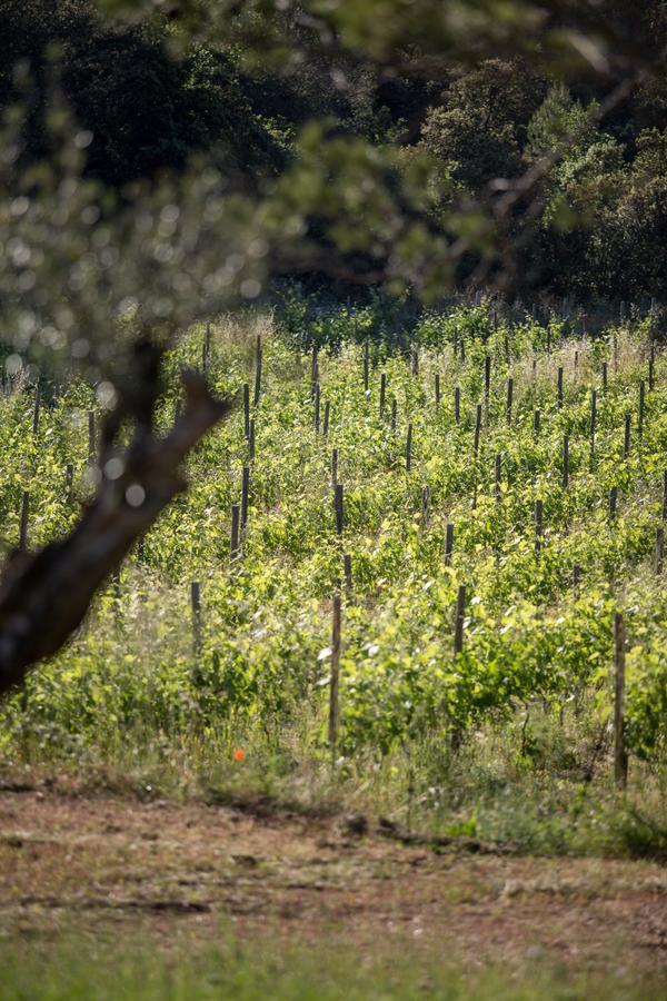 Domaine Monte Verdi Flayosc Exteriör bild