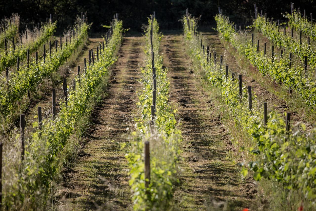 Domaine Monte Verdi Flayosc Exteriör bild